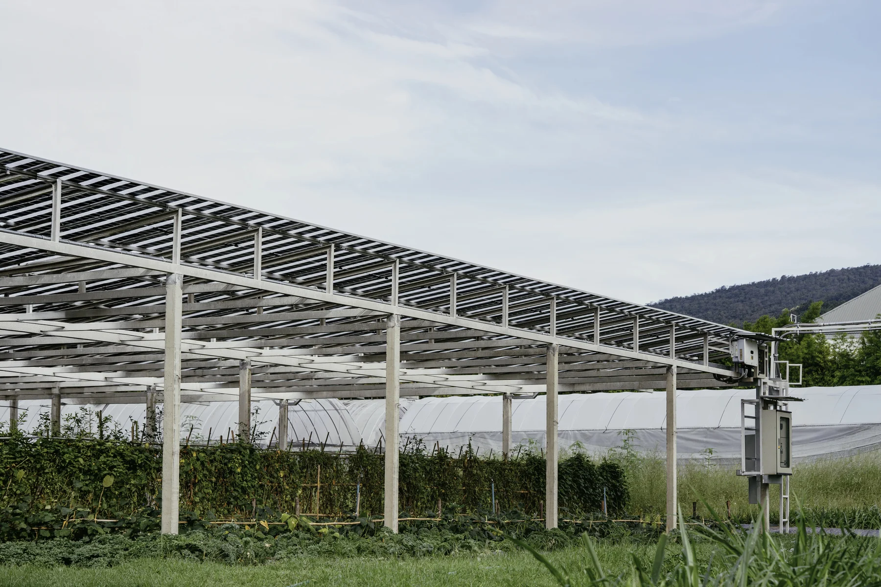 Solarmodule über bewirtschafteten Pflanzenreihen